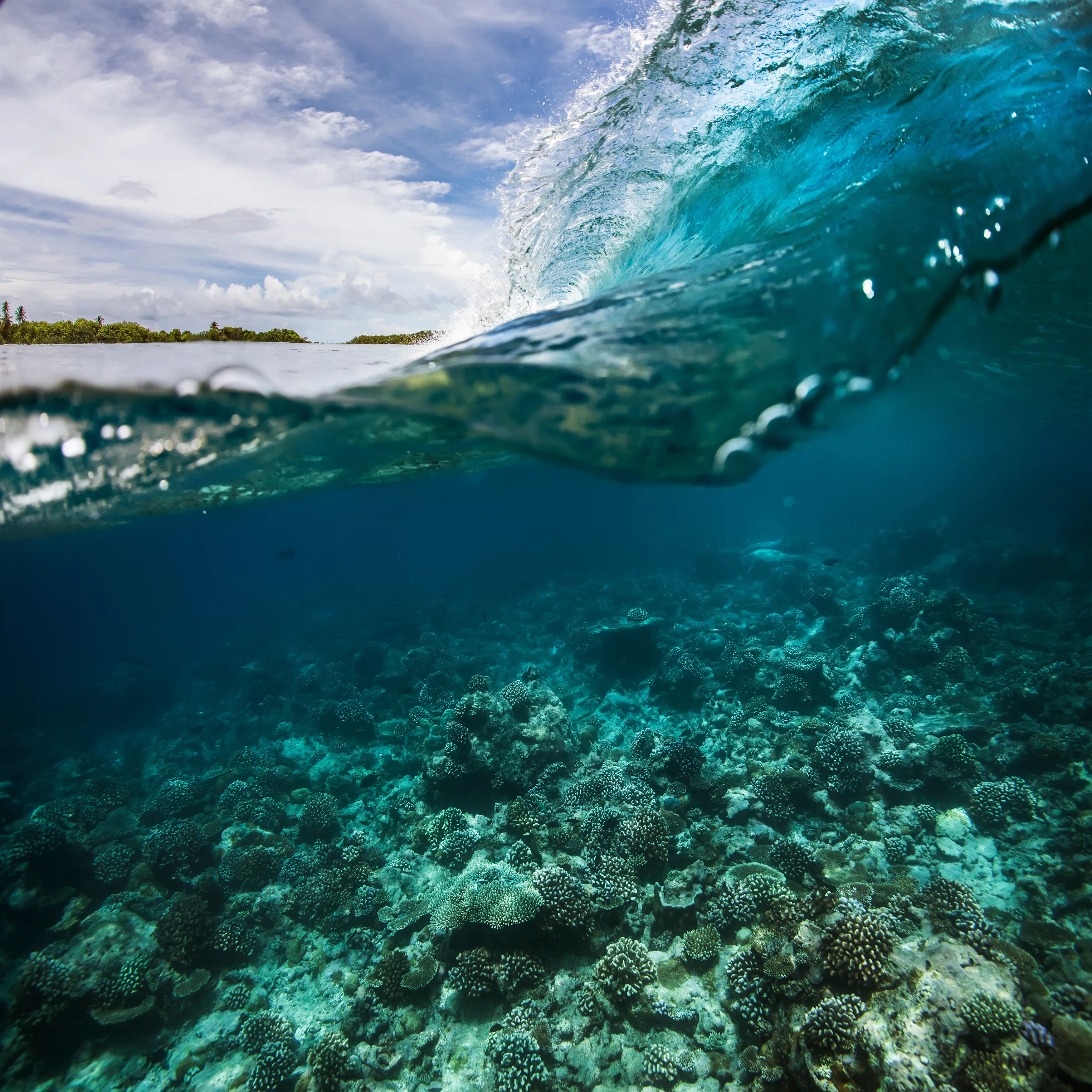 A surfing wave with waterline over tropical coral reef