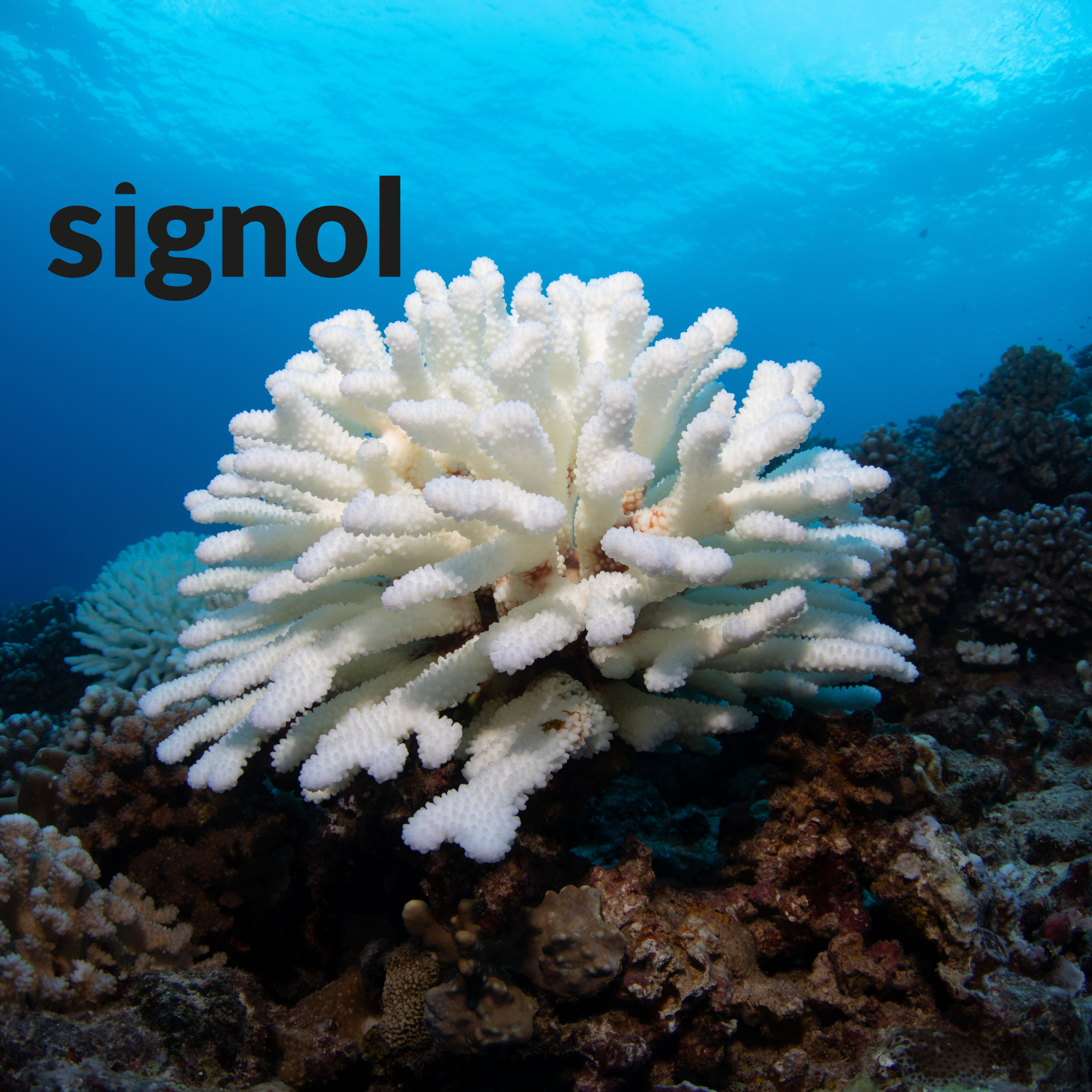 White coral structure underwater. Blue water backdrop.