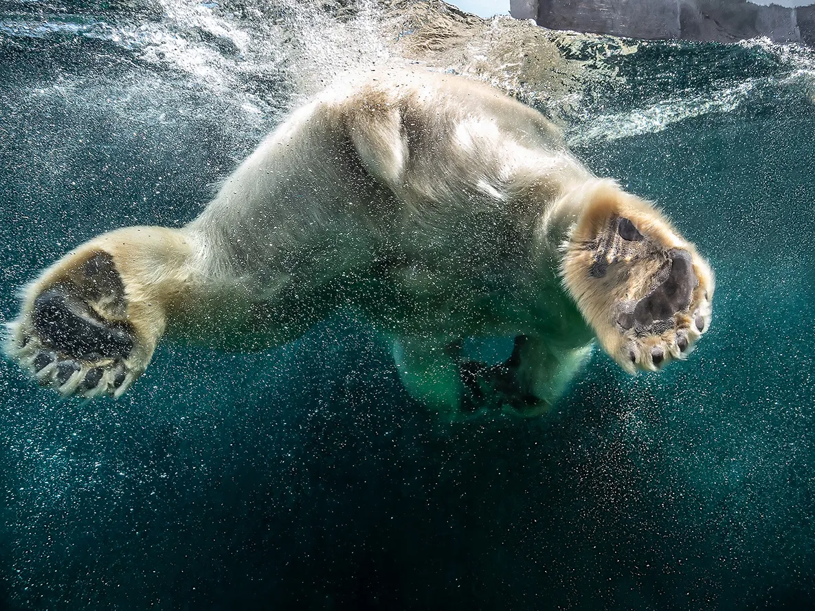 Mammal Swimming Undersea