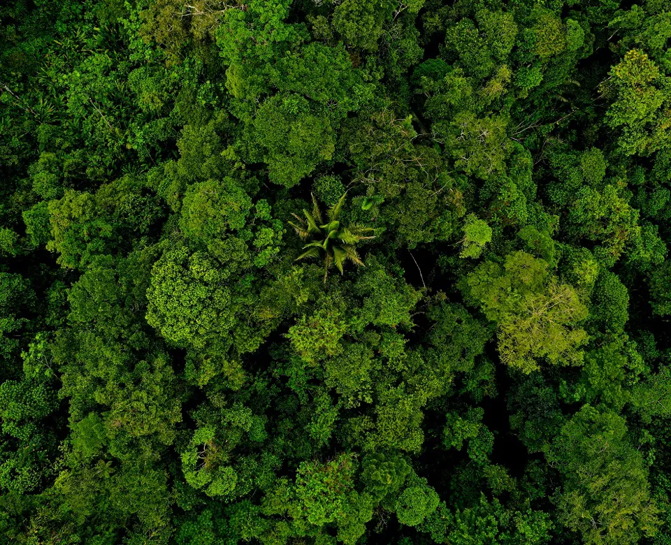 Rainforest tree canopy