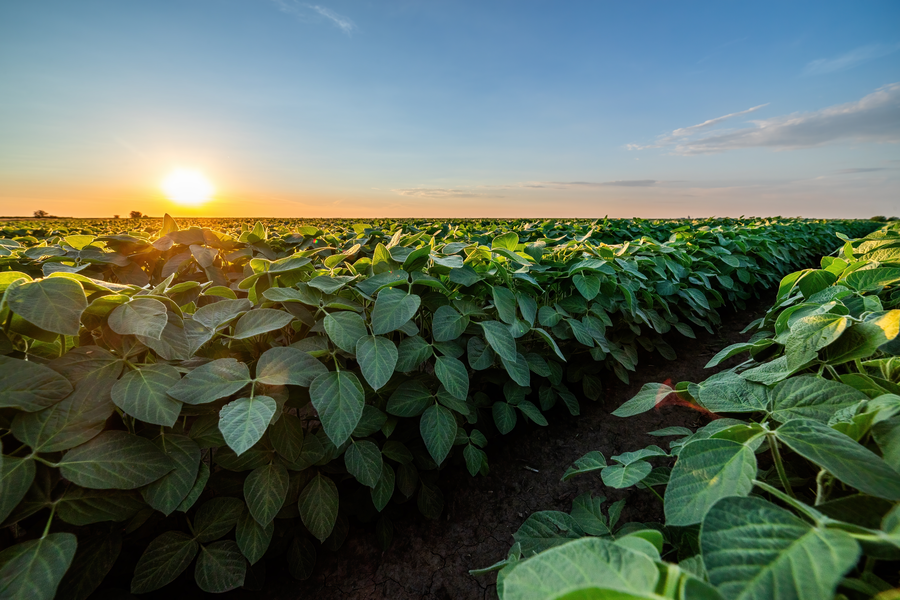 Vast field of green soybean plants extending to the horizon at warm sunset.